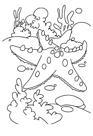 Free printable starfish coloring pages for adults and kids