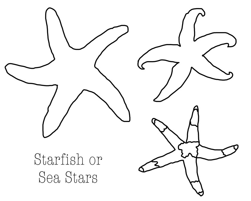 Seashells by millhillstarfish or sea stars coloring page printout