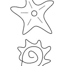 Shell and starfish coloring pages