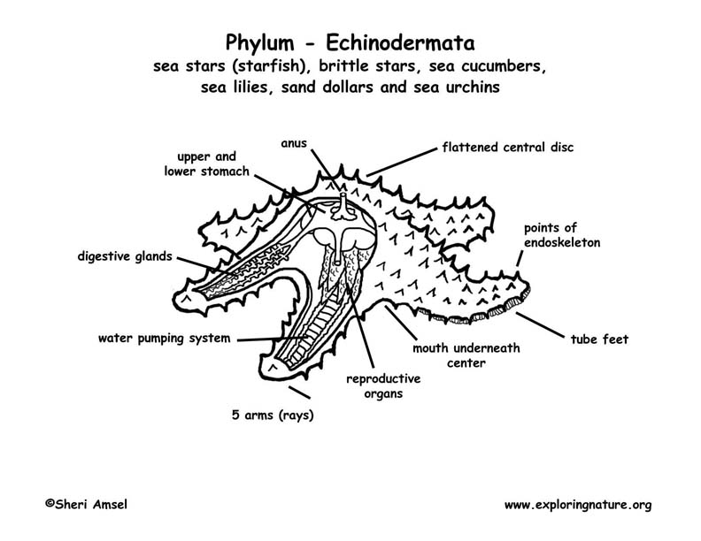 Starfish anatomy coloring page