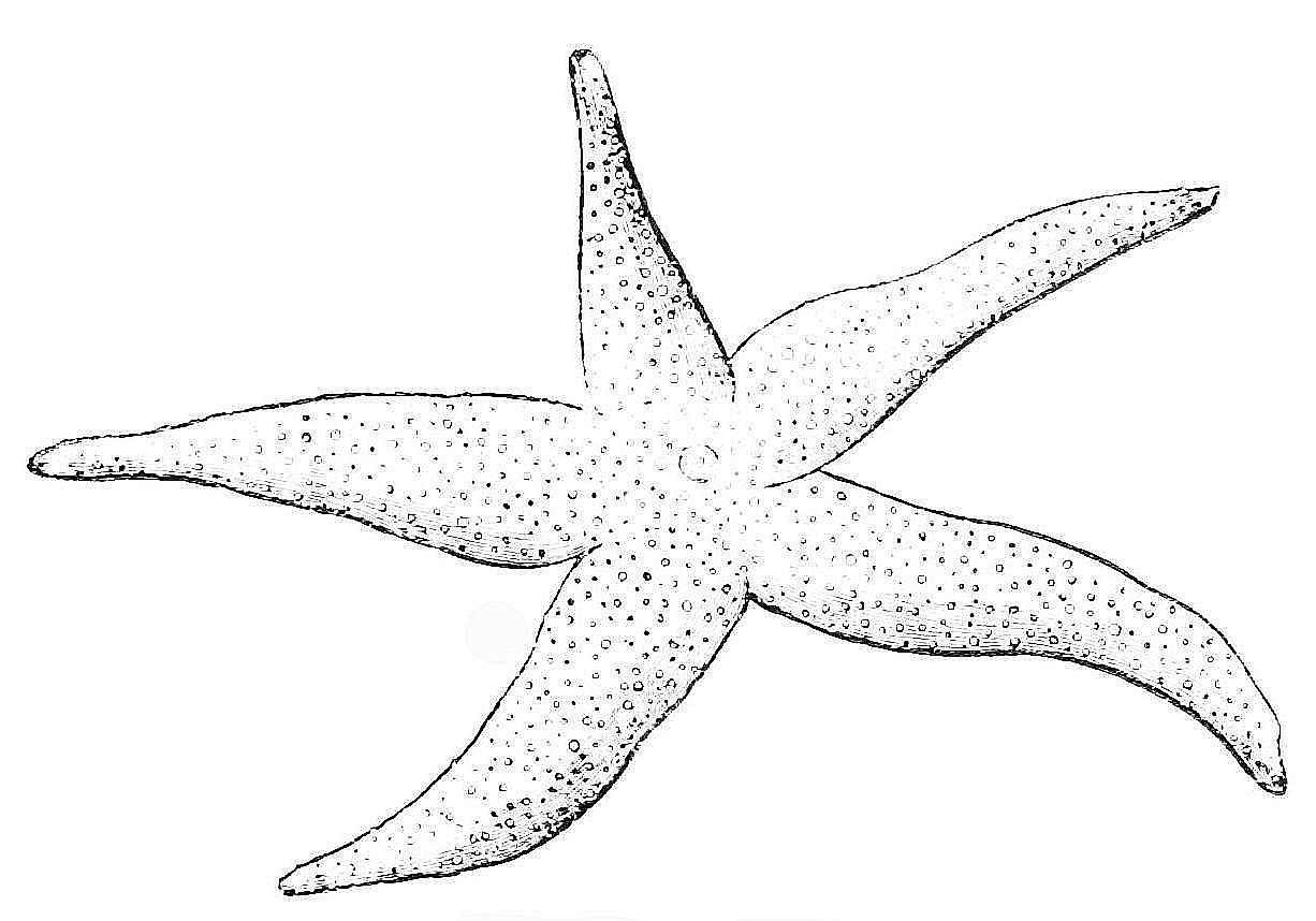 Free printable starfish coloring pages for kids