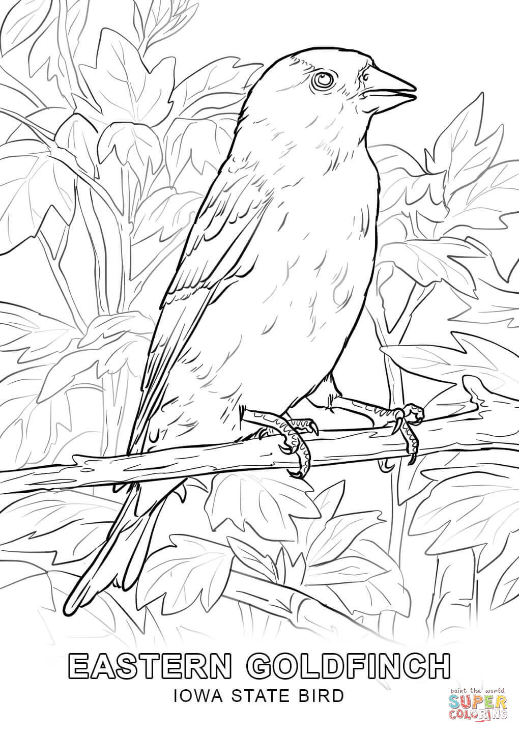 Iowa state bird coloring page free printable coloring pages