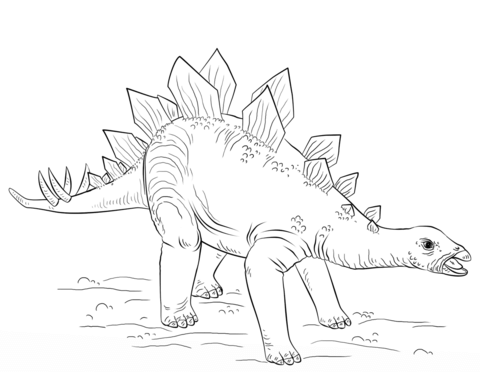 Young stegosaurus coloring page free printable coloring pages