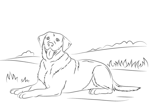 Labrador retriever coloring page free printable coloring pages