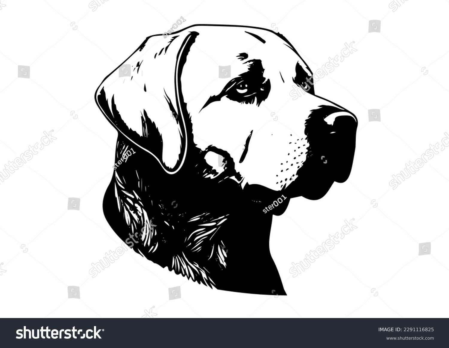 Labrador sketch images stock photos d objects vectors