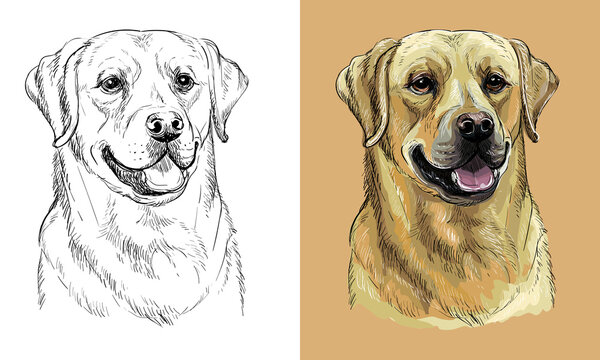 Labrador drawing images â browse photos vectors and video