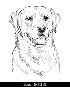 Realistic head of labrador retriever dog vector hand drawing illustration isolated on white background for decoration coloring book pages design p stock vector image art