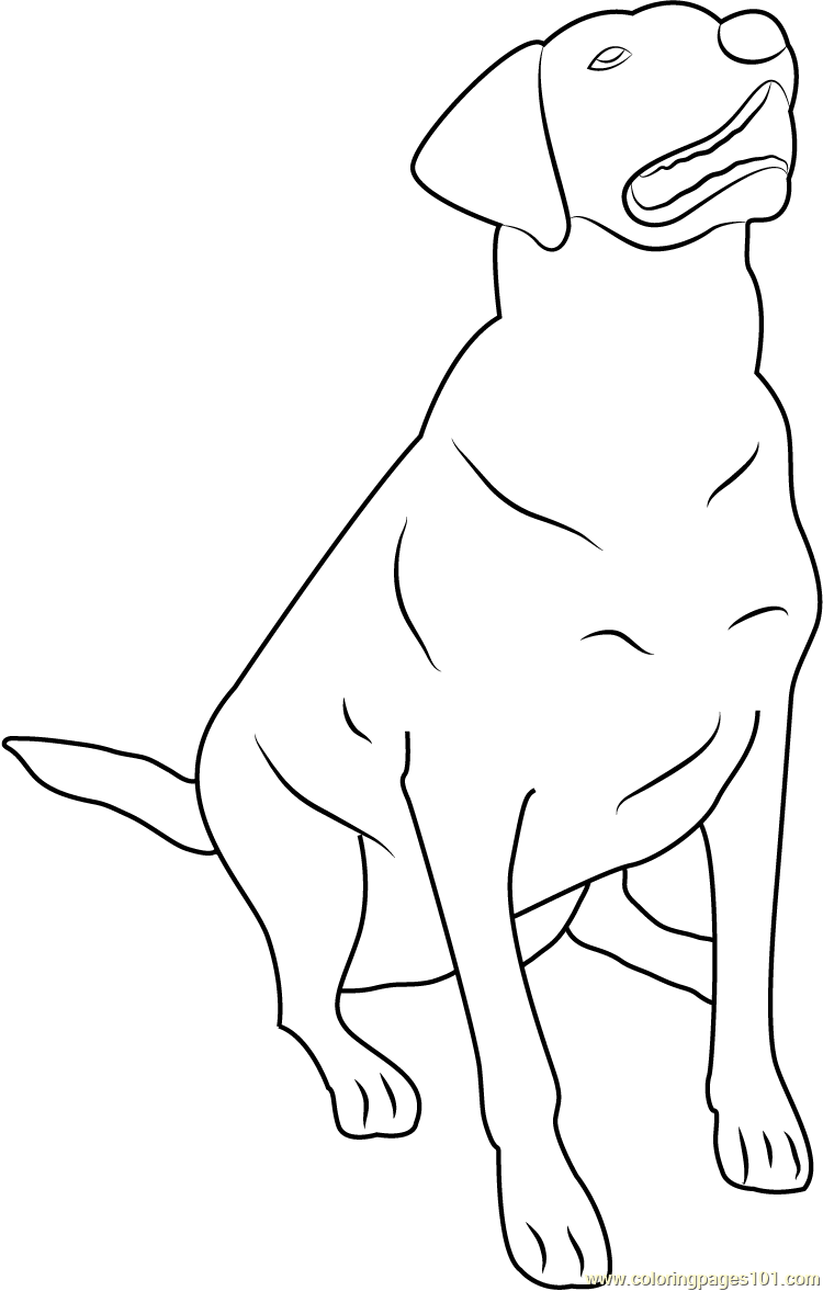 Labrador retriever coloring page for kids