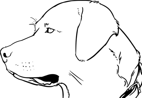 Labrador head coloring page free printable coloring pages