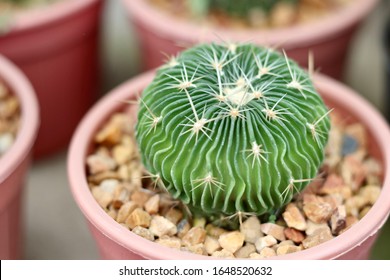 Stenocactus multicostatus images stock photos d objects vectors