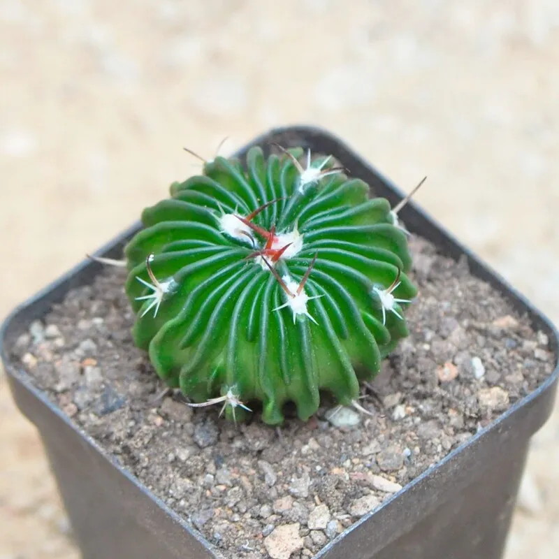 Cm stenocactus multistatus cactaceae succulent cactus live plant beautiful