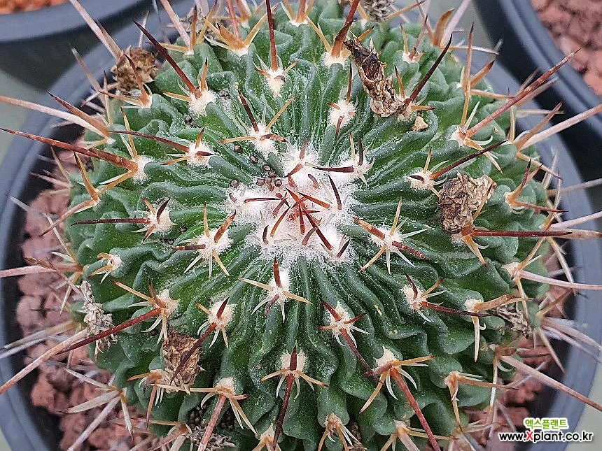 Stenocactus multistatus succulents