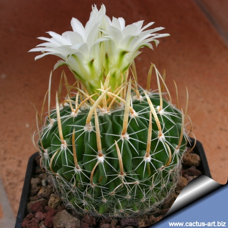 Stenocactus multicostatus fma coll å nicer