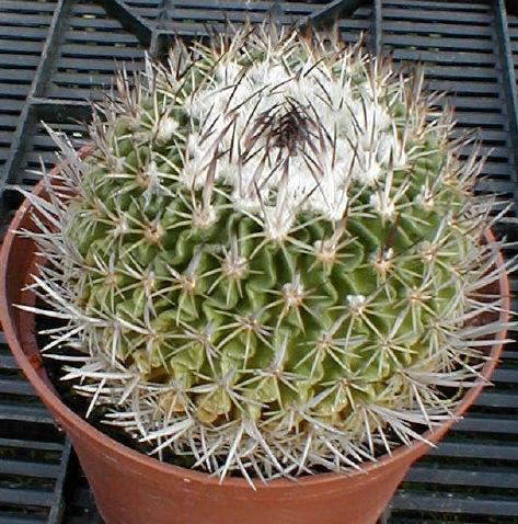 Stenocactus