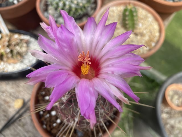 Thelocactus bicolor giving a show rcactus