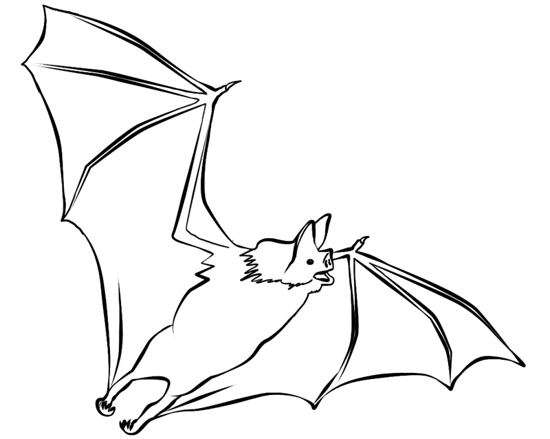 Free printable bat coloring pages for kids