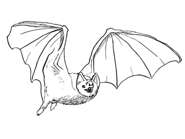 How to draw a bat