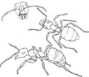 How to draw an ant step by step bugs animals free online drawing tutorial added by dawn july â insect coloring pages coloring pages animal coloring pages