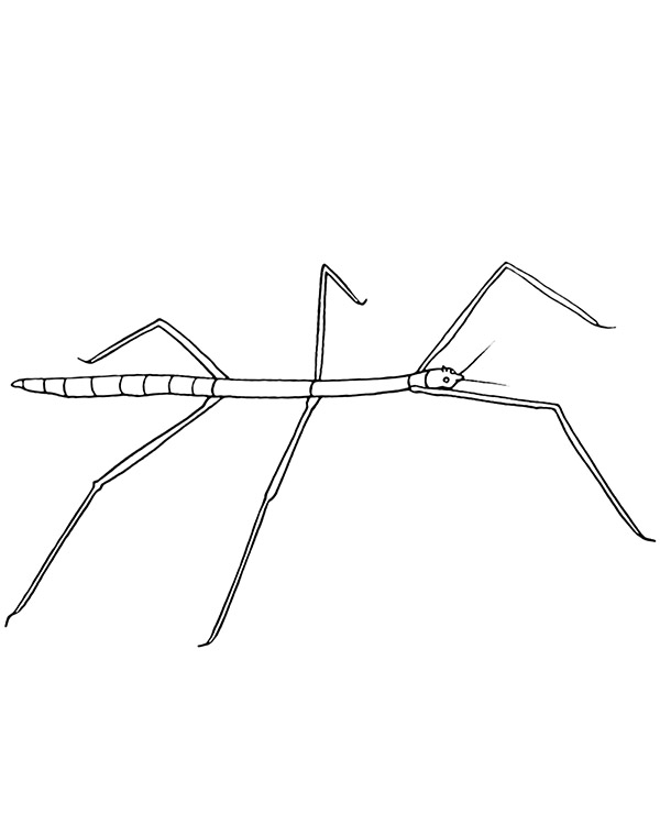 Stick insect coloring page to print