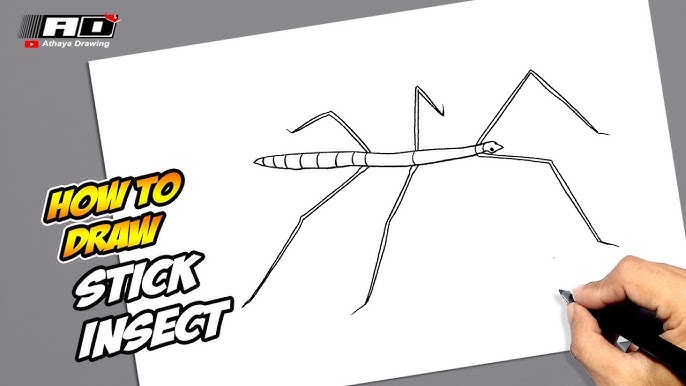 How to draw stick bug insect drawing