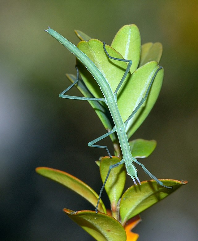 Phasmatodea