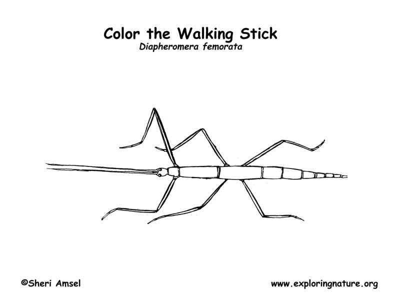 Walkingstick coloring page