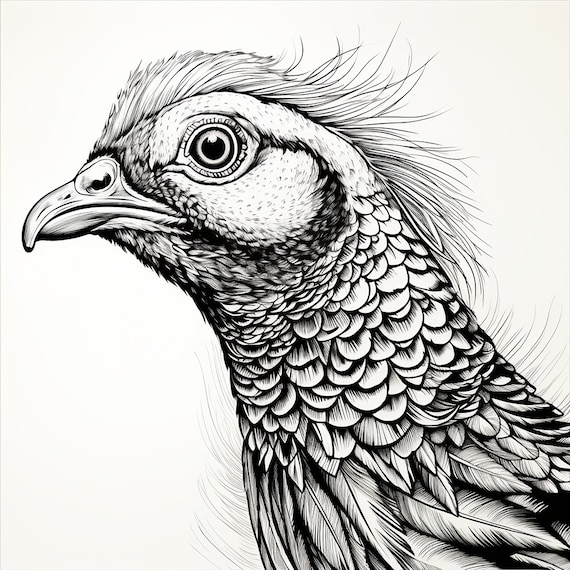 Pheasant fine black line bird portrait printable abstract stencil sticker logo tattoo coloring page