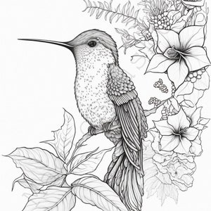 Hummingbird coloring