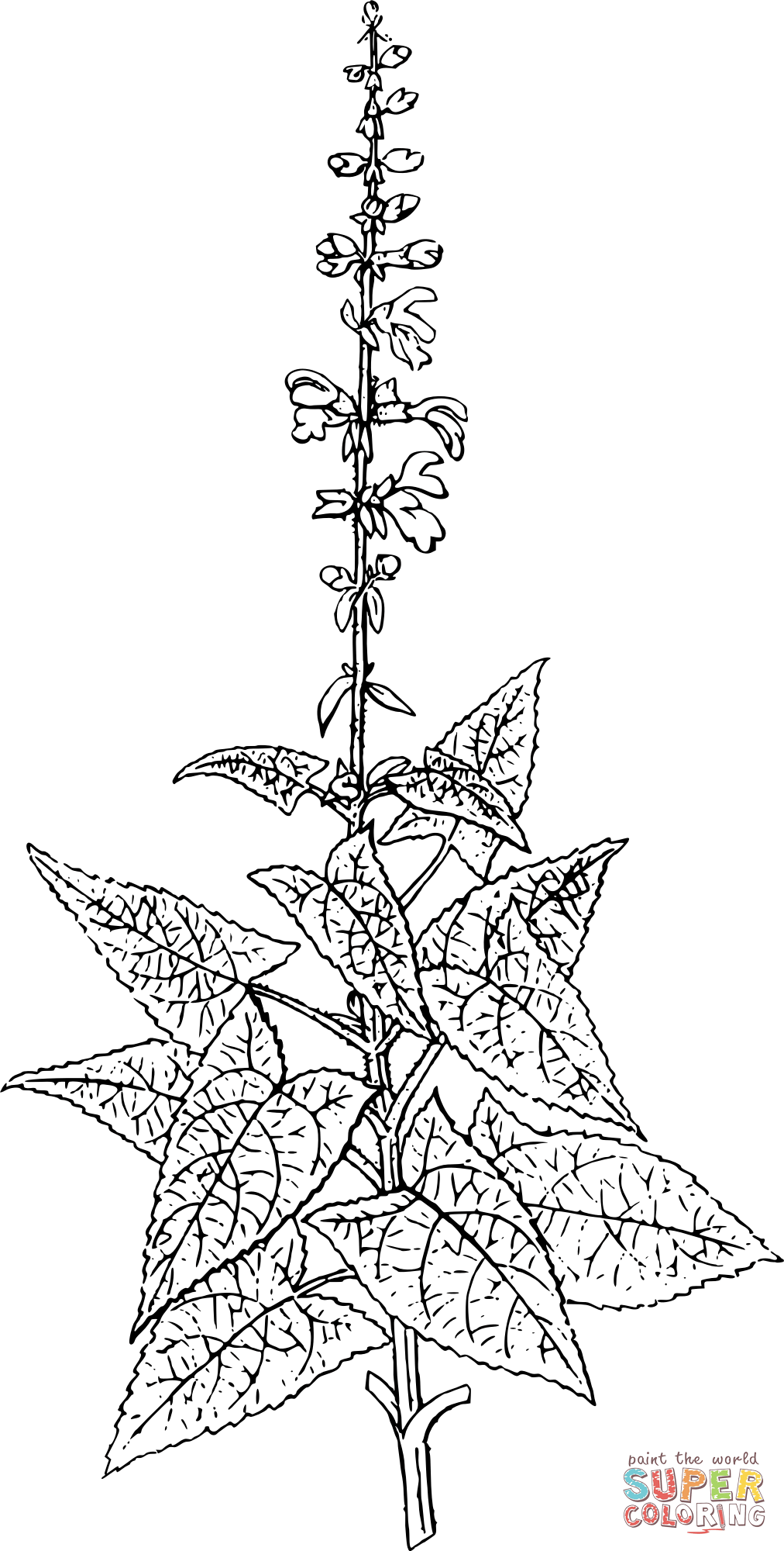 Vintage sticky sage coloring page free printable coloring pages