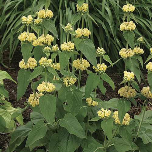 Sticky jerusalem sage