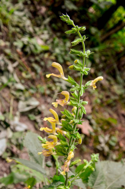 Sticky sage free stock photos images and pictures of sticky sage