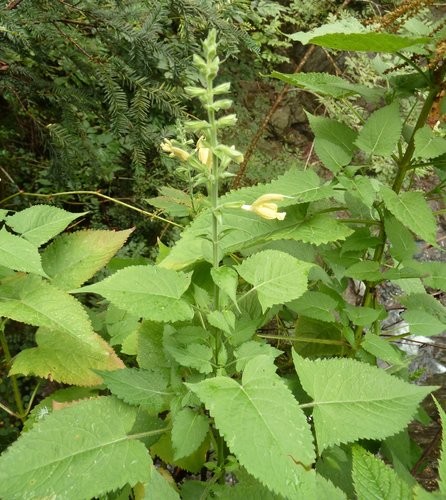 Sticky sage salvia glutinosa flower leaf care uses