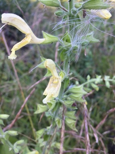 Sticky sage salvia glutinosa flower leaf care uses