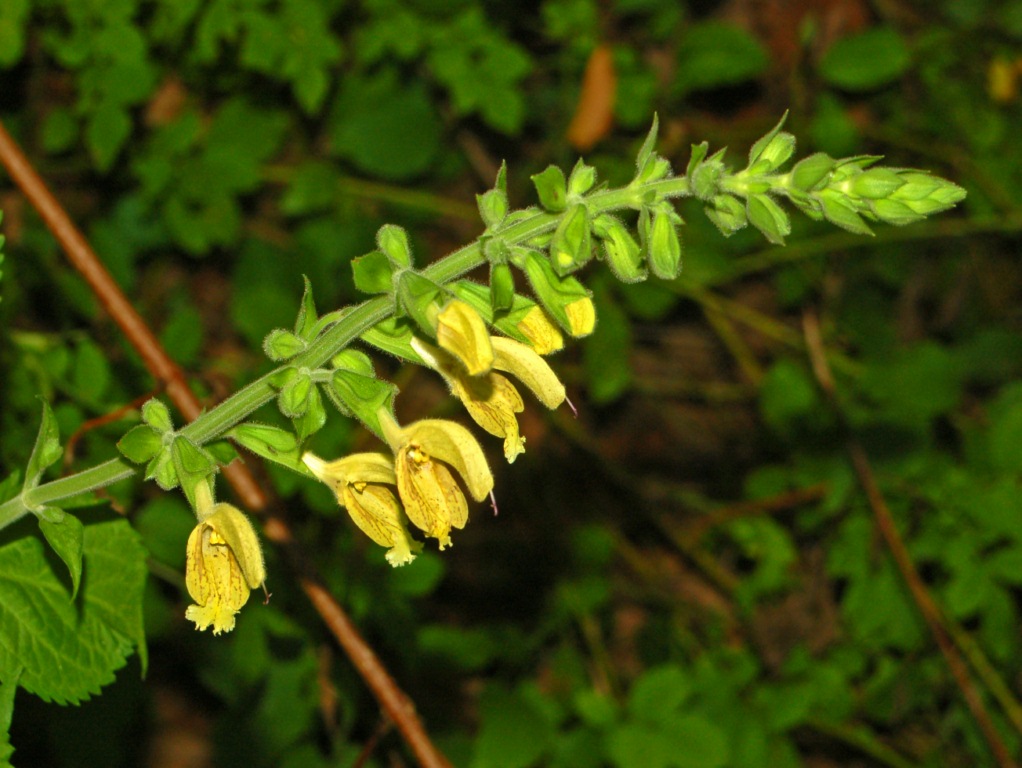 Salvia glutinosa