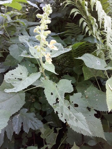 Sticky sage salvia glutinosa flower leaf care uses