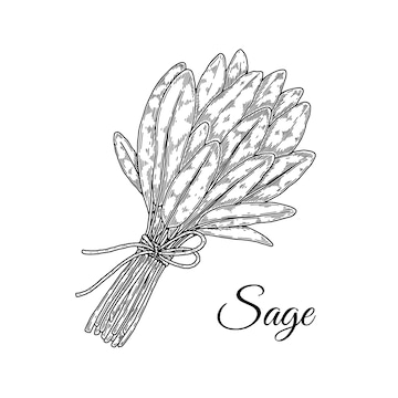 Premium vector hand drawn sage bunch vector illustration in sketch style