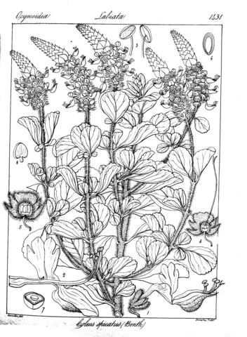 Coleus spicatus coloring page free printable coloring pages