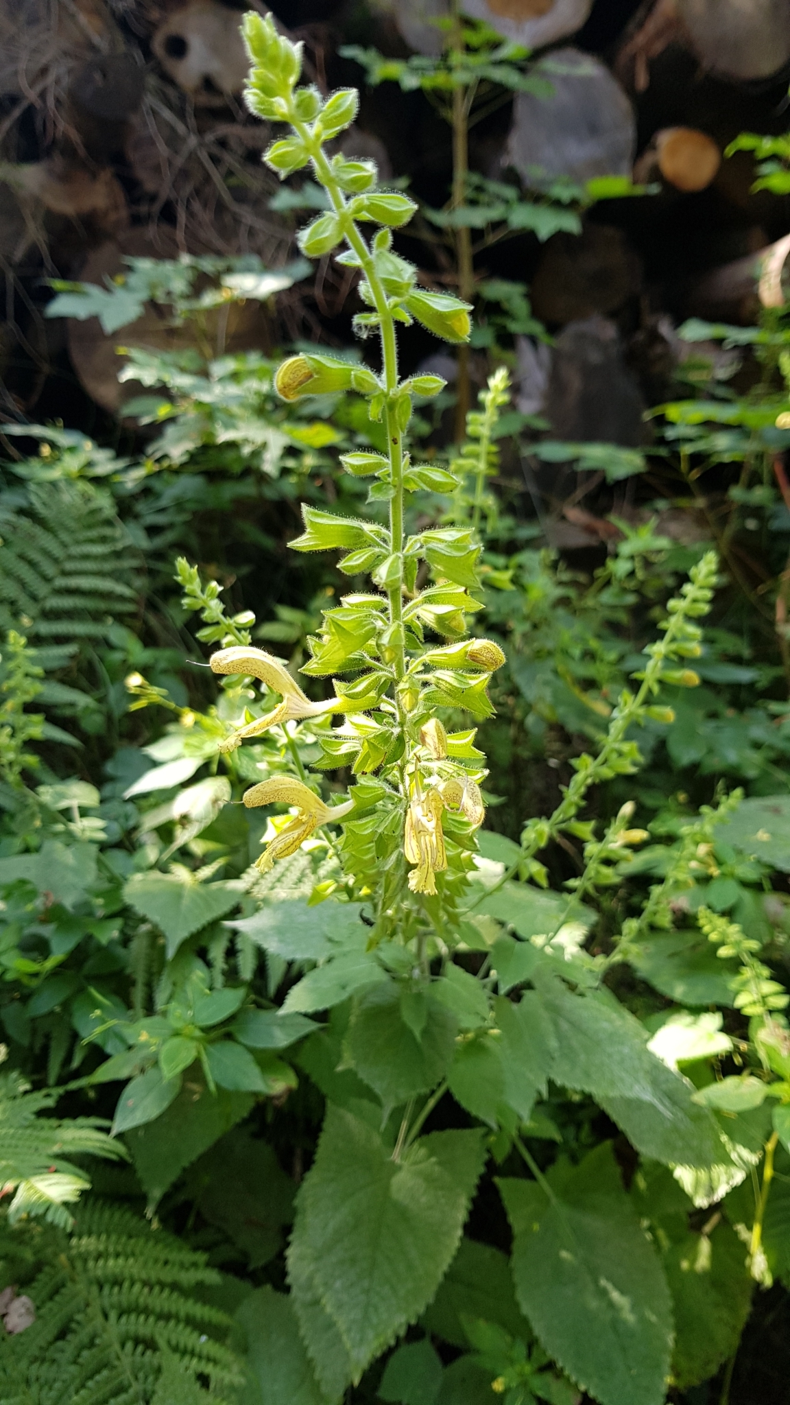 Photos of sticky sage salvia glutinosa