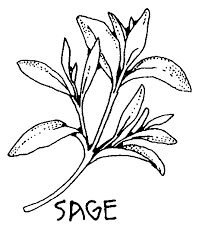 Image result for sage plant coloring pages sage plant plant sketches plant drawing