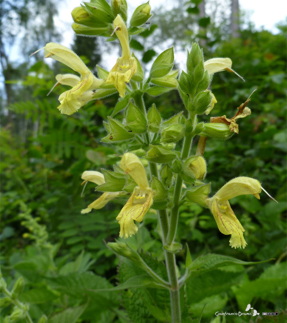 Photos of sticky sage salvia glutinosa