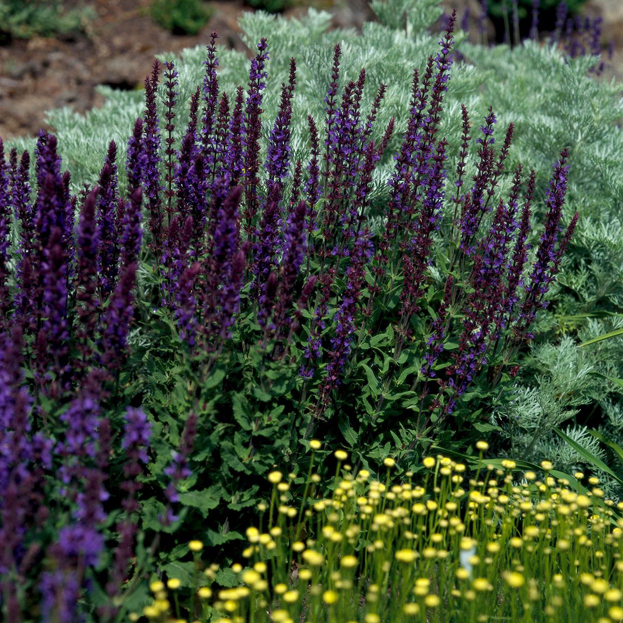 How to plant and grow perennial salvia