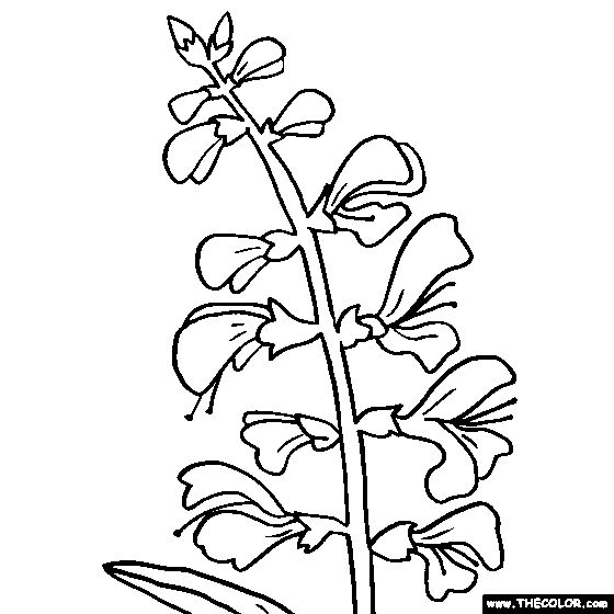 Salvia flower coloring page salvia coloring flower coloring pages salvia flower art images