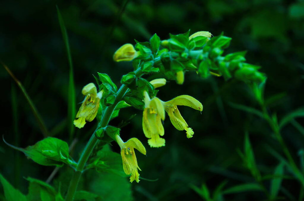 Sticky sage free stock photos images and pictures of sticky sage