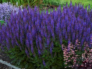 Salvia plants growing caring for ornamental sages garden design