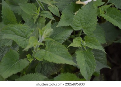 Sticky sage images stock photos d objects vectors