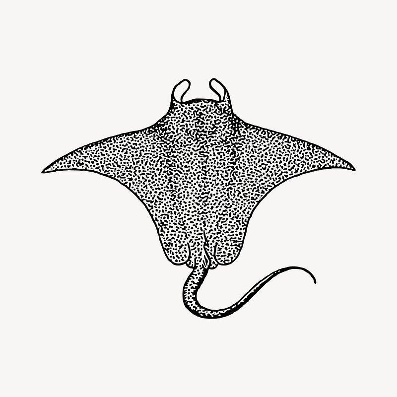 Drawing stingray images free photos png stickers wallpapers backgrounds