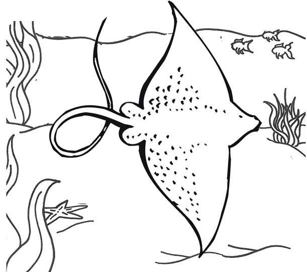 Big ocean stingray coloring page coloring pages animal coloring pages color