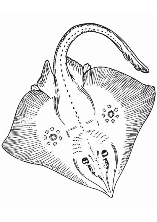 Coloring page sting ray