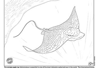 Shark education coloring sheets