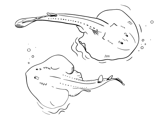 Free stingray coloring page